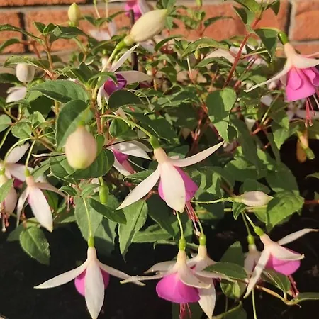 Vakantiehuis A In The Heart Of Clare *