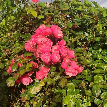 A In The Heart Of Clare Дом отдыха *