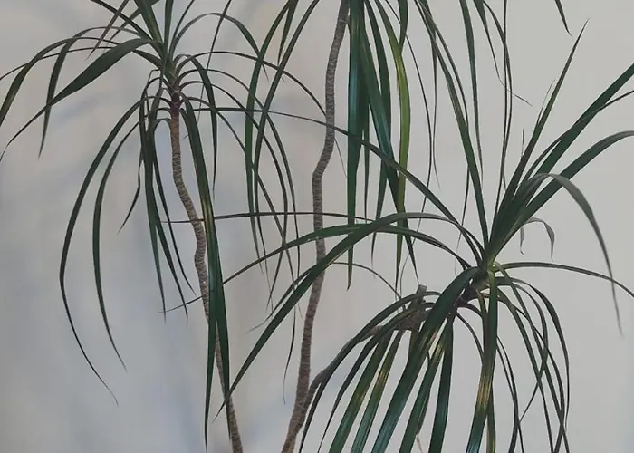 A In The Heart Of Clare Vakantiehuis *