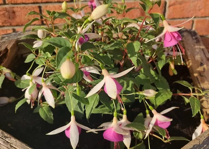 Vakantiehuis A In The Heart Of Clare *