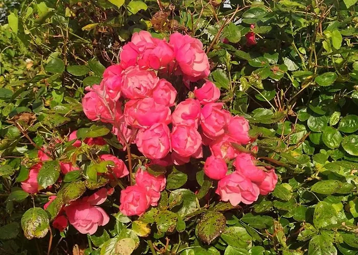 A In The Heart Of Clare Vakantiehuis *